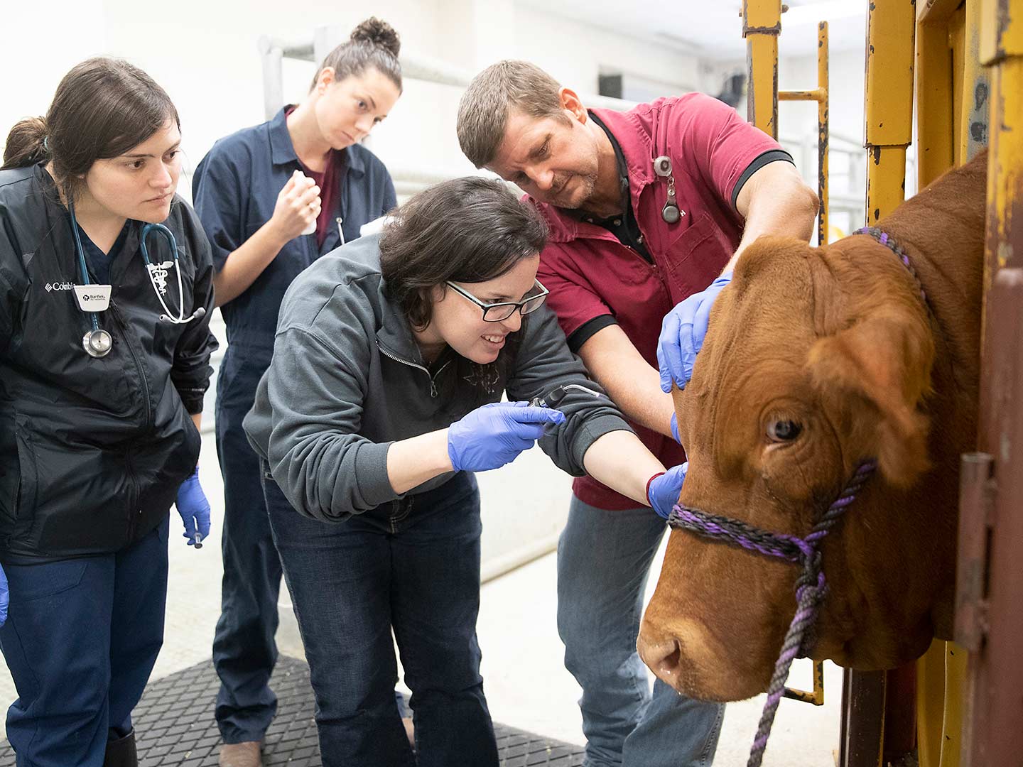 College of Veterinary Medicine and Biomedical Sciences students administer crucial care to a cow