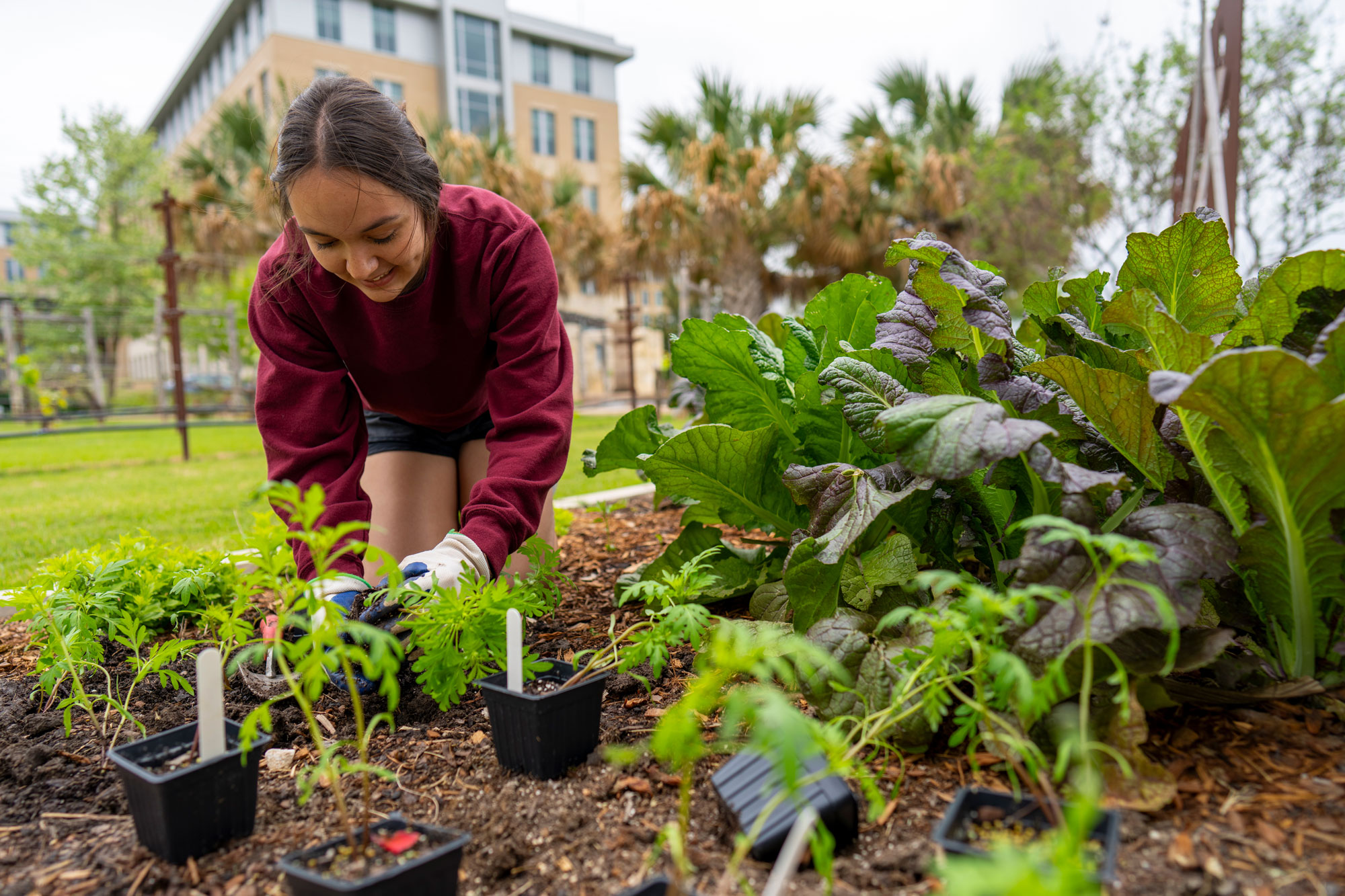 Person gardening at Texas A&M Gardens