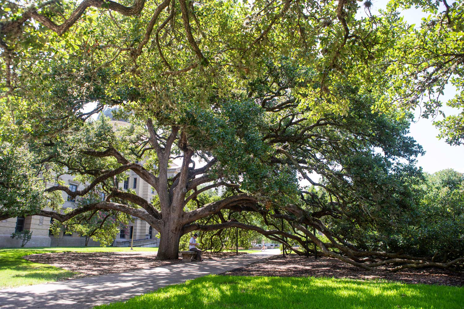 Looking at the Century Tree in the sunlight