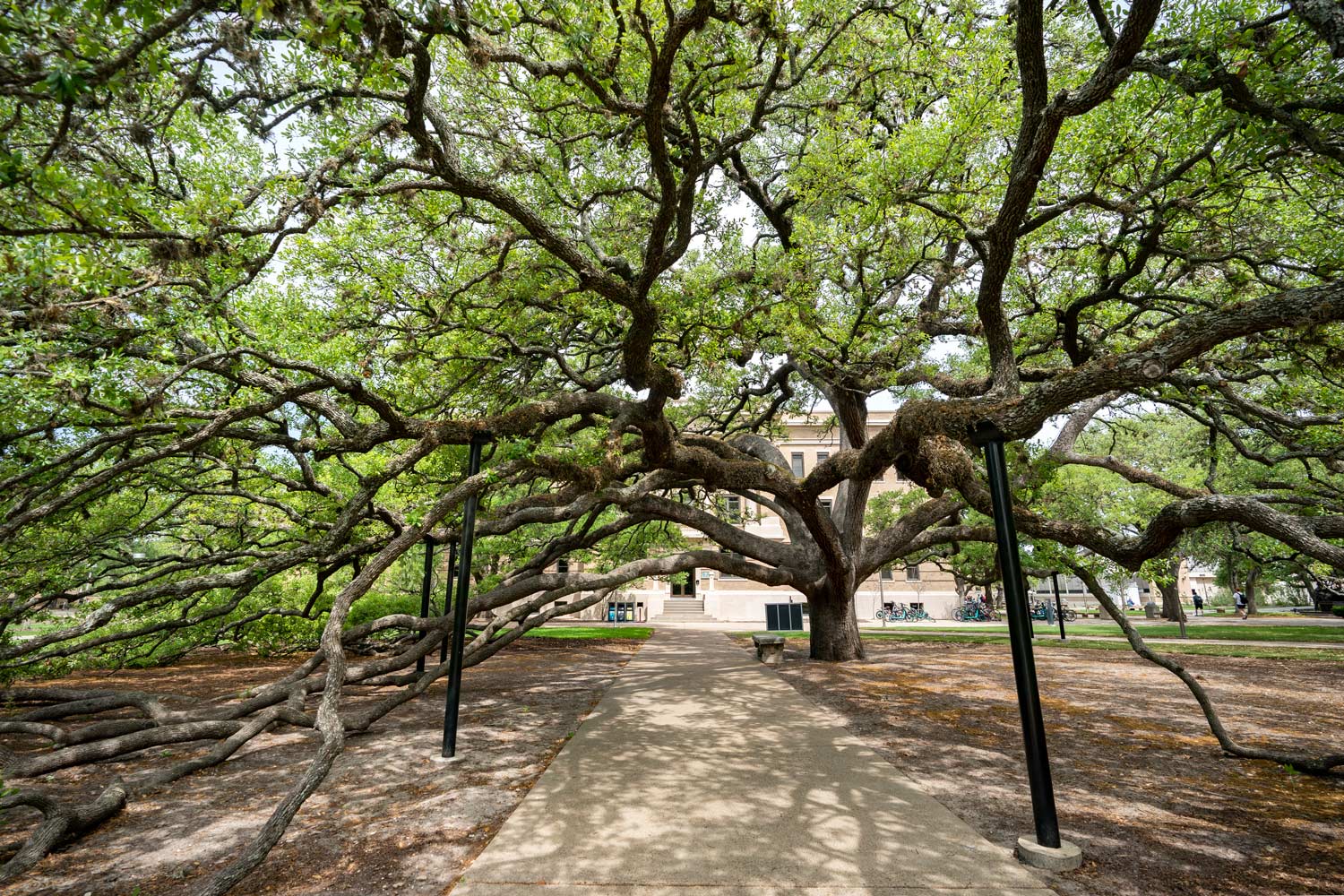 The Century Tree during the day time, looking through its branches to the other side