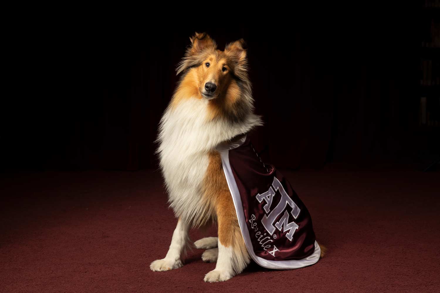 Official portrait of Texas A&M mascot, Reveille